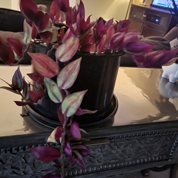 Unlisted auction - Picture 1 of 1